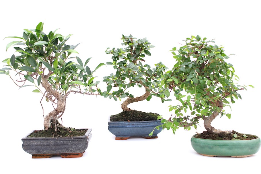 Cây bonsai trong nhà