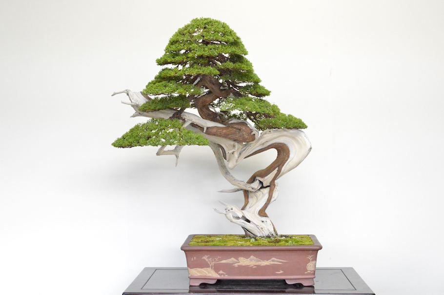 Juniper Bonsai tree