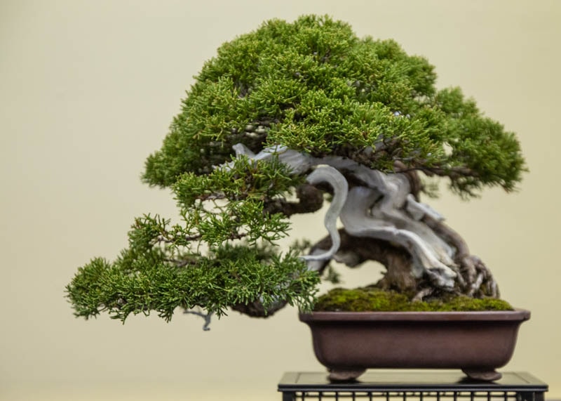 Cây bonsai bách xù