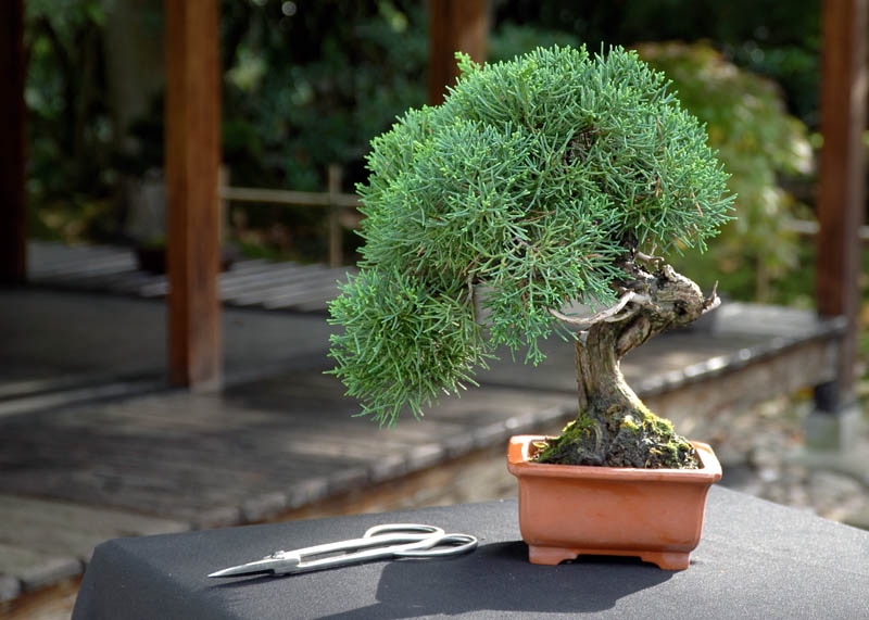 Bách xù Trung Quốc (Juniperus chinensis)