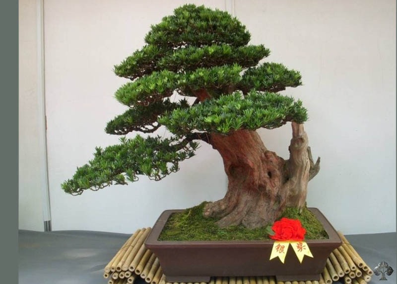 Cây bonsai chi Thông tre