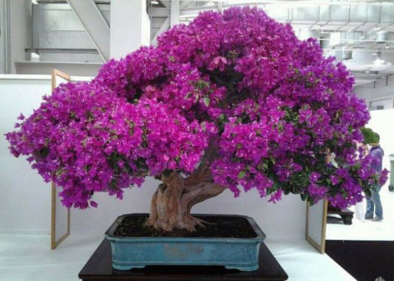 Cây bonsai hoa giấy