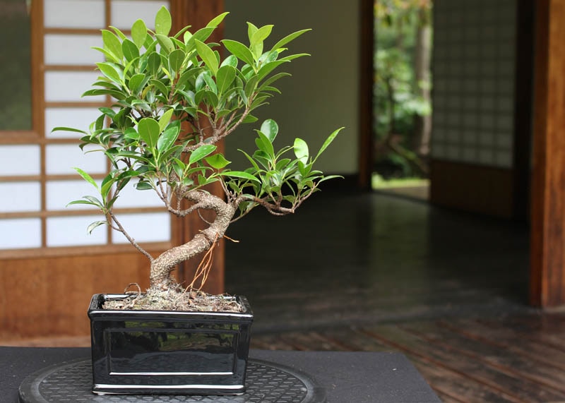 Cây bonsai sanh
