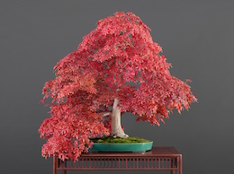 Acer palmatum, var. ‘Deshôjô (Tunb.), Hiroshi Takeyama Nursery, Japan