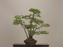 Goyo-matsu (Japanese Five Needle Pine), photo by the Omiya Bonsai Art Museum
