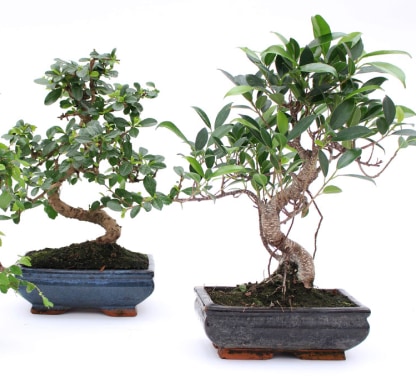 Popular tree species used for Bonsai