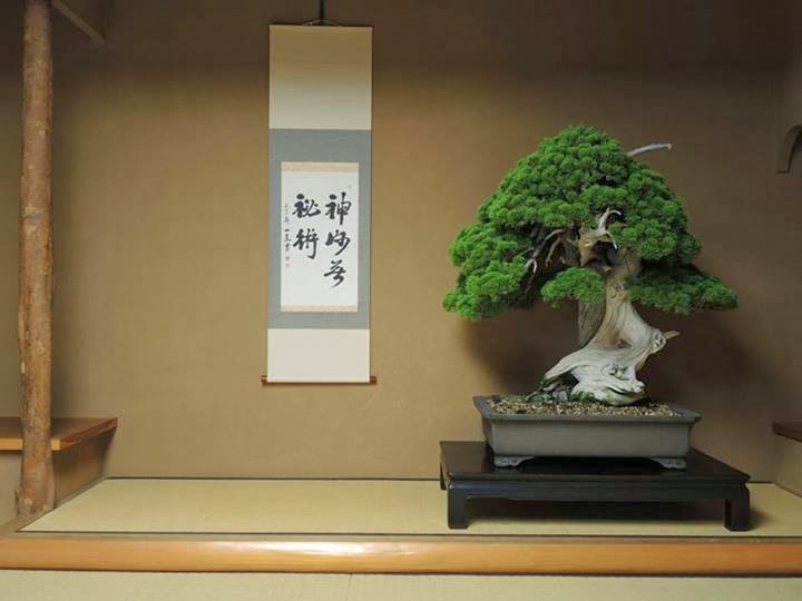 Bonsai 800 năm tuổi