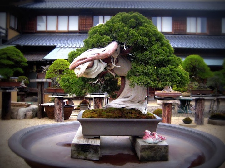 Bonsai ở Shunkaen