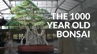 Những cây Bonsai nhiều tuổi nhất