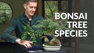 Các loài cây Bonsai 