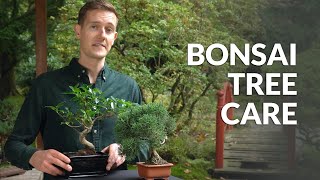 Chăm sóc và duy trì Bonsai 