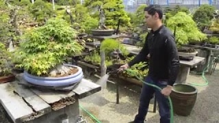 Tưới nước cho cây Bonsai